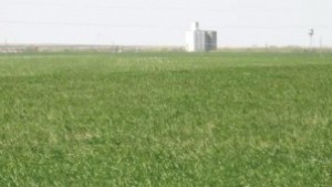 Житните посеви в Добричко се развиват много добре