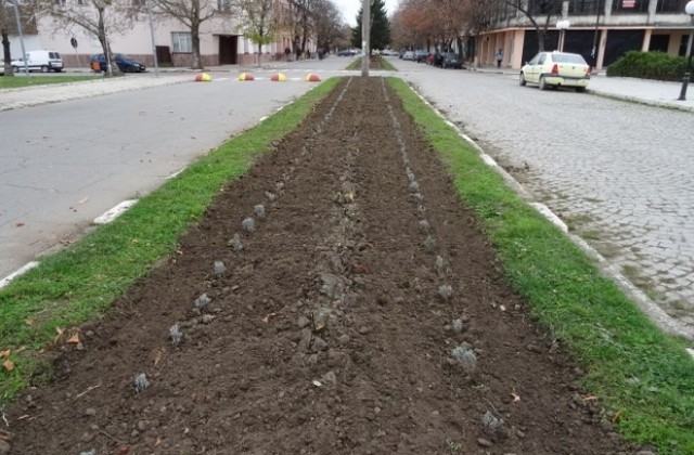 5 хиляди стръка лавандула засадиха в Стралджа