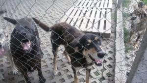 Кучешкият приют има нужда от гранулирана храна