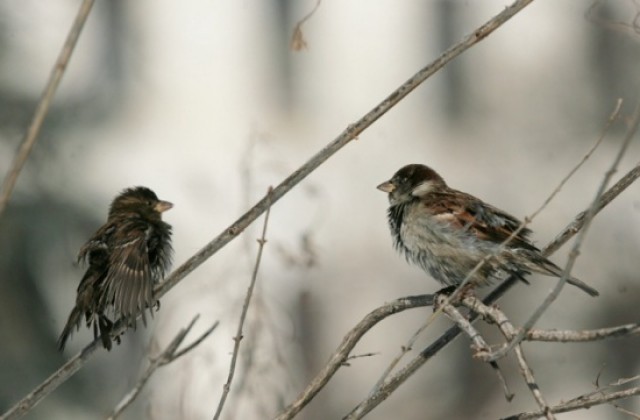 Времето - тихо и мъгливо, зимата идва следващата седмица
