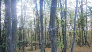 Снегът идва с новата седмица