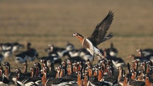 Започна мониторингът на червеногушите гъски