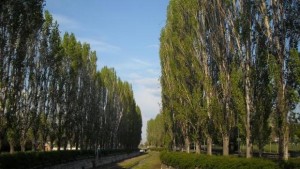 Представят Край реката с тополите