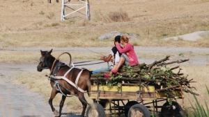 Общината призовава гражданите да съдействат при незаконна сеч