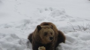 Снегът затрупа Парка за танцуващи мечки точно преди Мечкинден