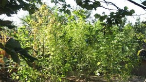 Двама непознати отглеждали канабис за 27 891 лв в бивш