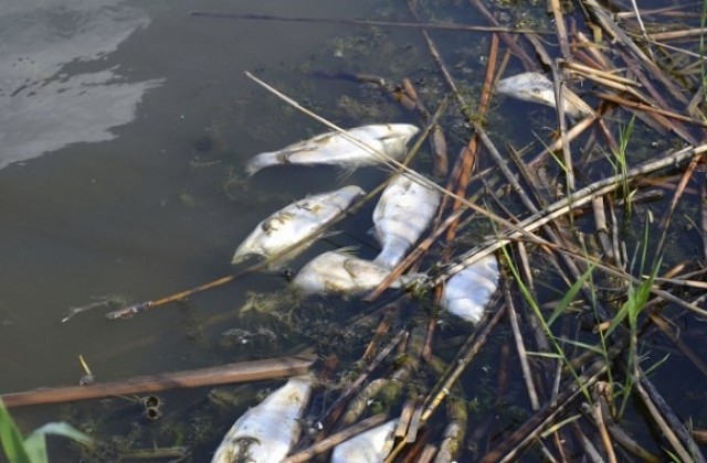 Отново мъртва риба изплува от река Чепеларска