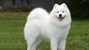 Дават на съд варненец застрелял домашно куче