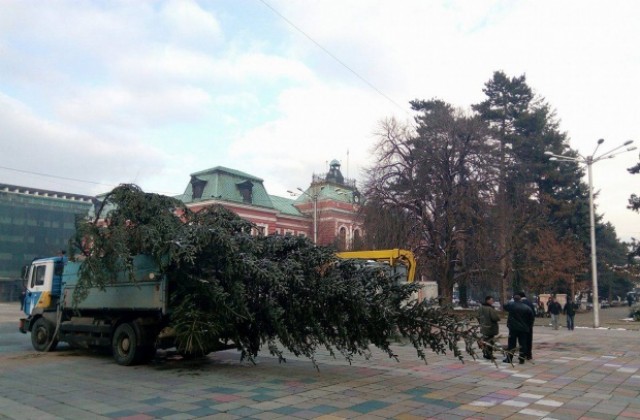 Коледната елха пристигна в Кюстендил