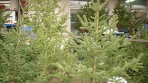 Благотворителна кампания за продажбата на живи елхи правят във ВТърново