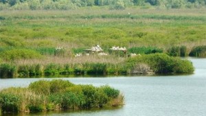 Огнище на птичи грип в Констанца застрашава отново резервата Сребърна