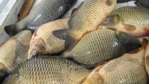 Засилен е контролът при продажбата на риба във връзка с