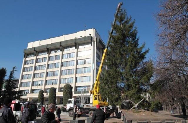 Украсиха 15-метрова елха на площада пред Община Стара Загора