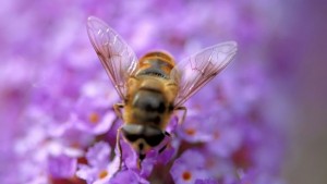 Представят първия по рода си Музей на пчелата в София