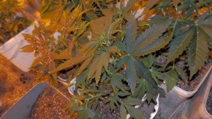 Нова оранжерия с канабис разкриха спец полицаи СНИМКИ