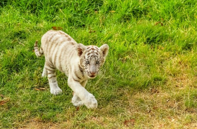 Три редки бели тигърчета се родиха в зоопарка в Ялта