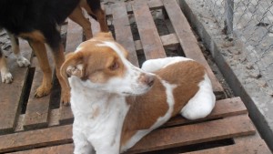 С коледен базар събират средства за гладуващите кучета в приюта