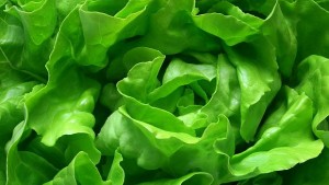 Българин отглежда риба и зеленчуци заедно по уникален метод