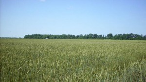 Канят представители на земеделския сектор на осмия форум Фермата