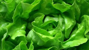 Видинчанин отглежда риба и зеленчуци заедно по уникален метод