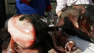 Данъчните проверяват магазините за риба по Никулден