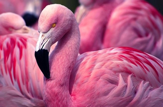 Розовото фламинго ухажва желания сексуален партньор със сложни танци