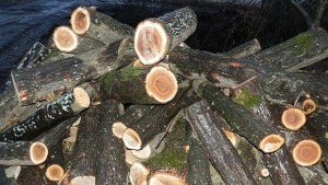 Хванаха четири каруци с крадени дърва