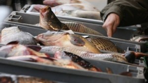 Прясната риба е с изпъкнали очи и розови хриле