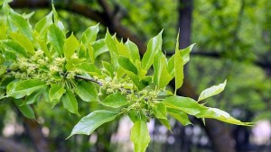 Китайска черница роди плодове с вкус на диня в Балчик