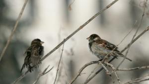 Времето на студентския празник