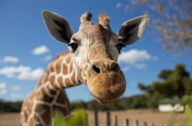 Природозащитници бият тревога за жирафите