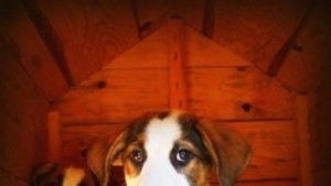 142 бездомни кучета от Общинския приют вече си имат стопани