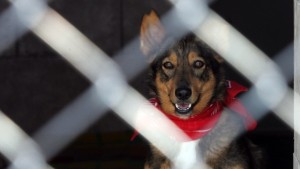 Осиновено от търновски приют куче кара сърф с новите си