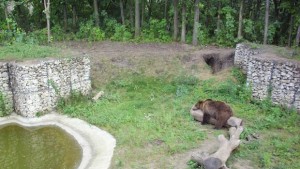 Ябълкови елхи ще получат за Коледа животните в добричкия зоопарк