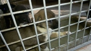 Подкрепете кучетата които са без дом Дарете средства за храна