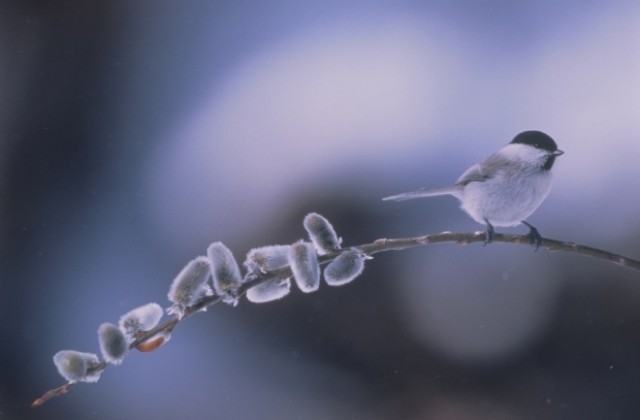 Температурите падат