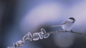 Новата седмица започва с похладно време температурите падат