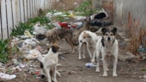 Кучешкият приют в ОСМА