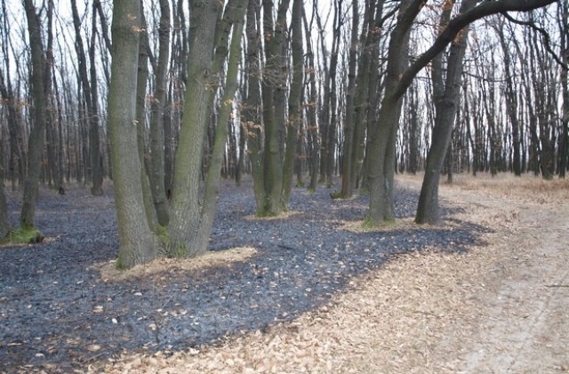 Вековни дървета оцеляха при пожар в защитена територия