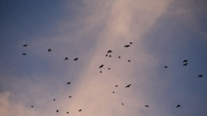 Времето на 14 декември Предимно слънчево