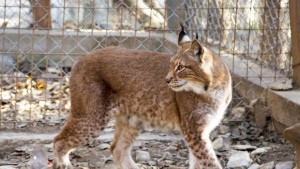 Женски рис е новото попълнение на зоопарка в Стара Загора