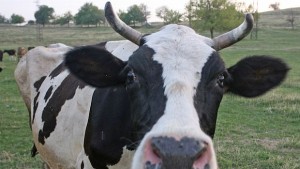 Агенцията по храните конфискува жива крава в Търговище