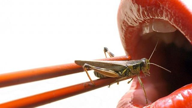 Eкзотично: Кремена, която се храни с насекоми (ВИДЕО)