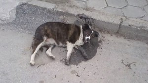 Отново тровят кучета и котки
