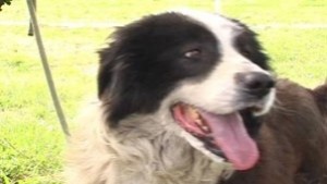 Неизвестен застреля куче