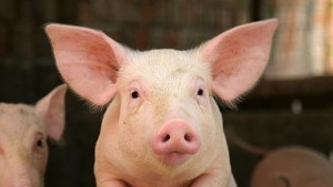 Вегани на бунт срещу клането на прасета ВИДЕО