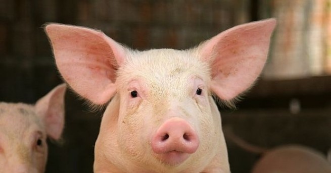 Собственикът на свинекомплекса в свищовското село Българско Сливово е завел