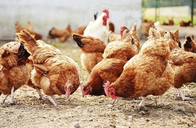 Откриха огнища на птичи грип в страната