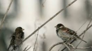 На места ще прехвърча сняг