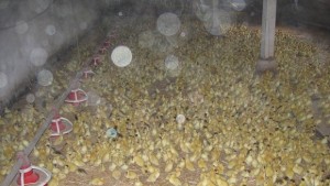 Забраняват продажбата и лова на птици заради птичия грип